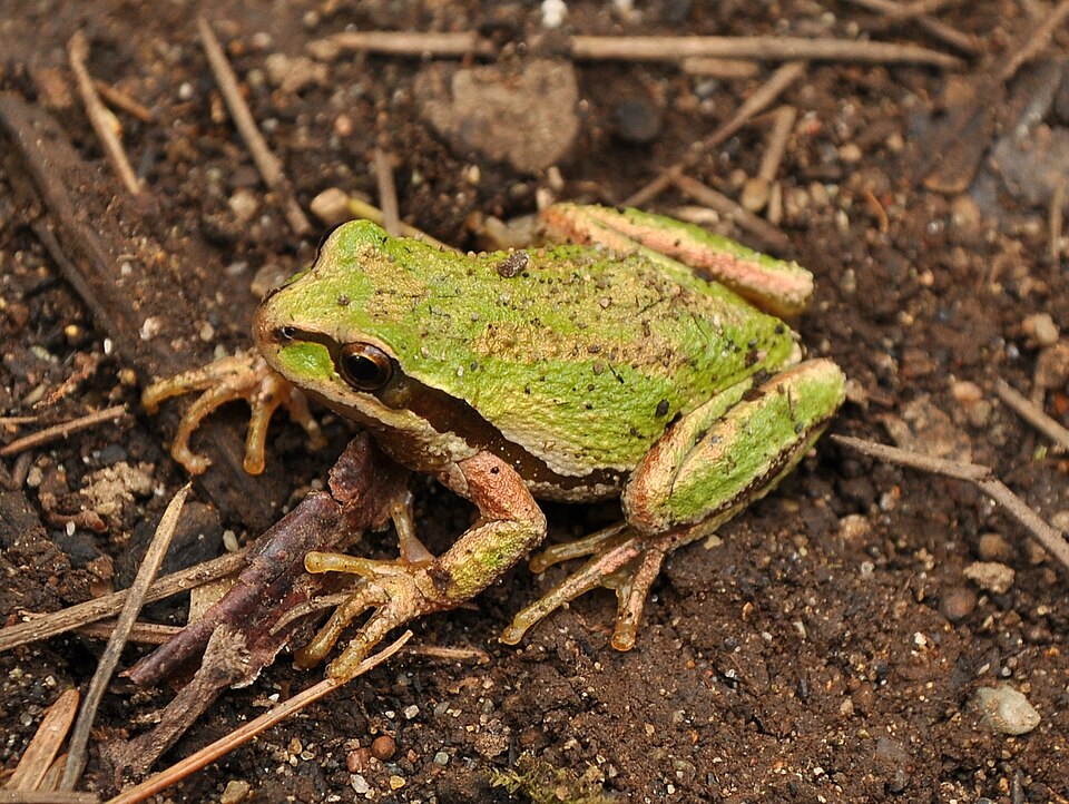 Pacific tree frogs begin their evening chorus - calls from shallow waters, voices of returning life. Pussy willows silver the streambanks — vision 1