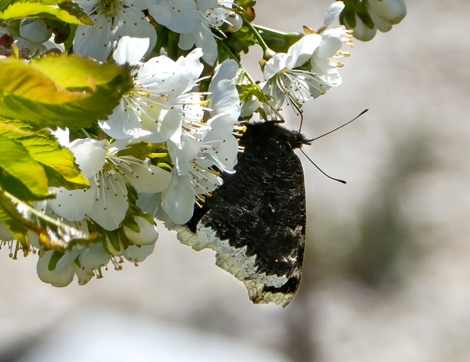 Mourning cloaks dance on warm afternoons. Winter-worn wings catching first true warmth. — vision 1