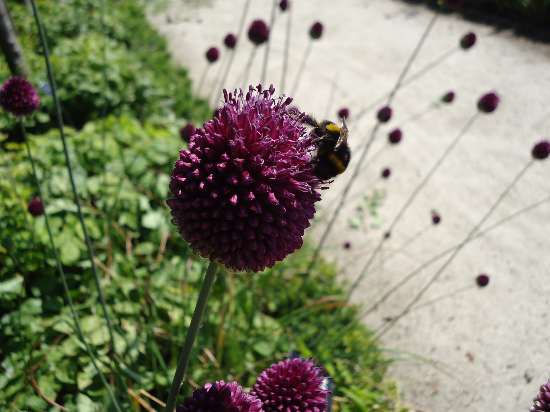 Mason bees emerge from their chambers. Native pollinators dust themselves with pollen. — vision 1