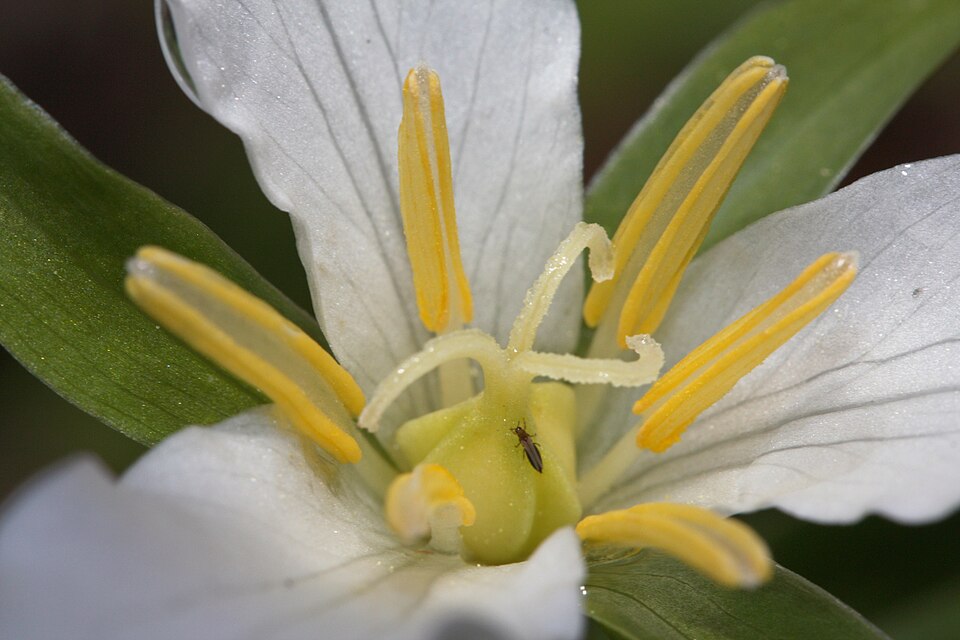 Trillium carpets the forest floor. White three-petaled stars beneath the cedars. — vision 1