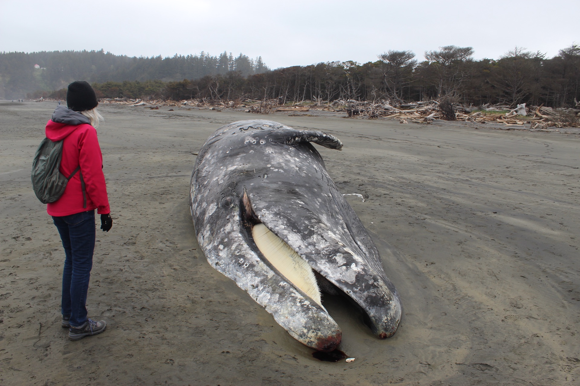 Gray whale migration peaks. Most pass in early January's gray waters. — vision 1