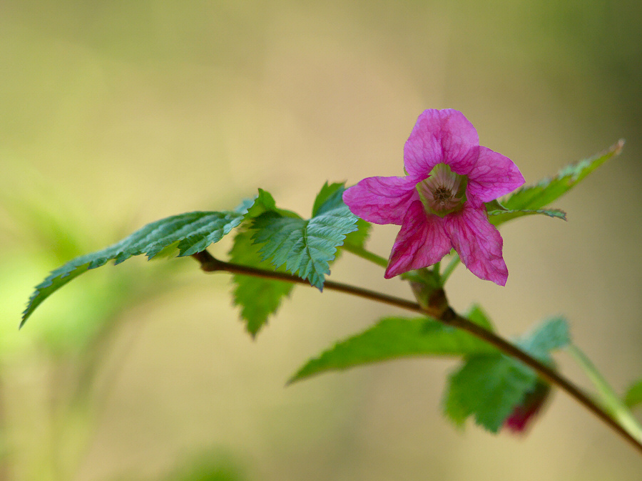 Salmonberry blushes pink. Named for the fish that return with its flowering. — vision 1