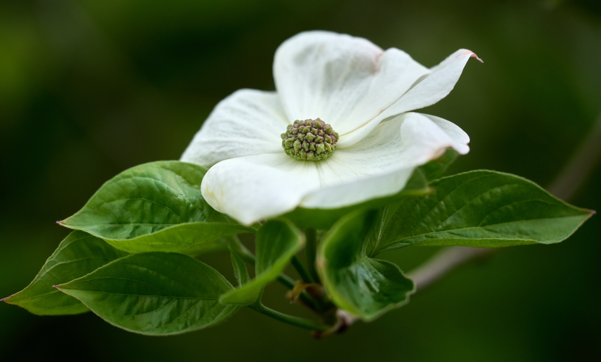 Dogwood conjures clouds in the canopy. White bracts floating among the firs. — vision 1