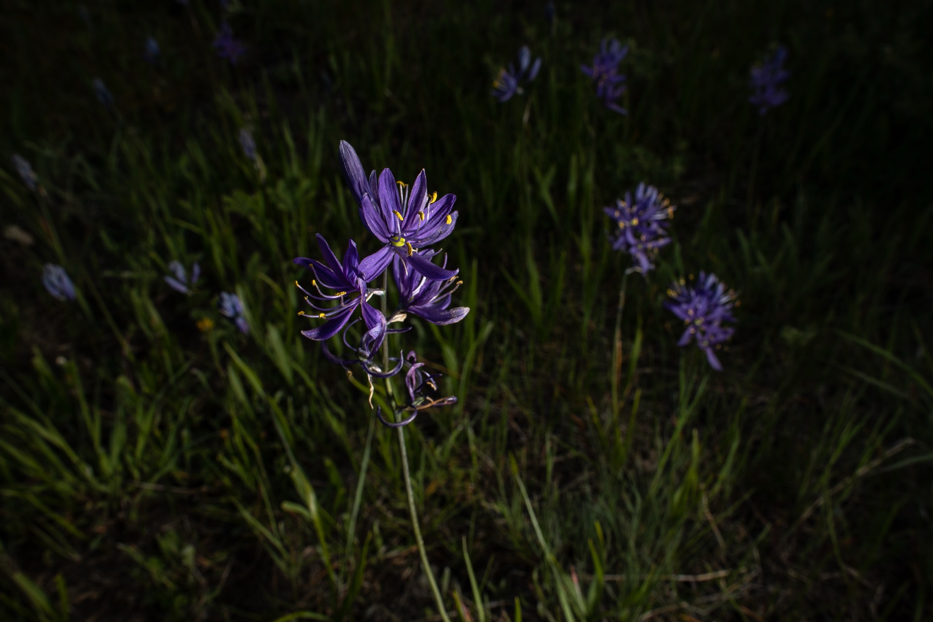 Camas meadows become inland seas. Blue waves that sustained the first peoples. — vision 1
