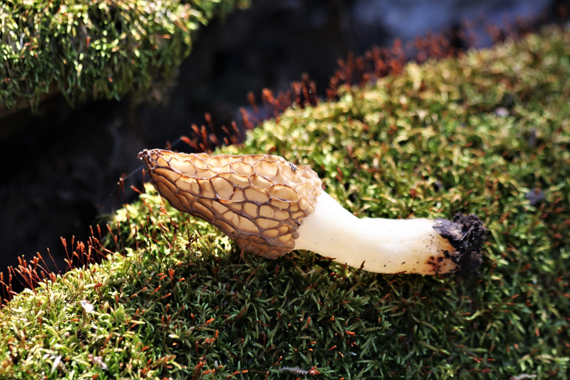 Morels climb the warming slopes. Mushroom hunters follow spring uphill. — vision 1