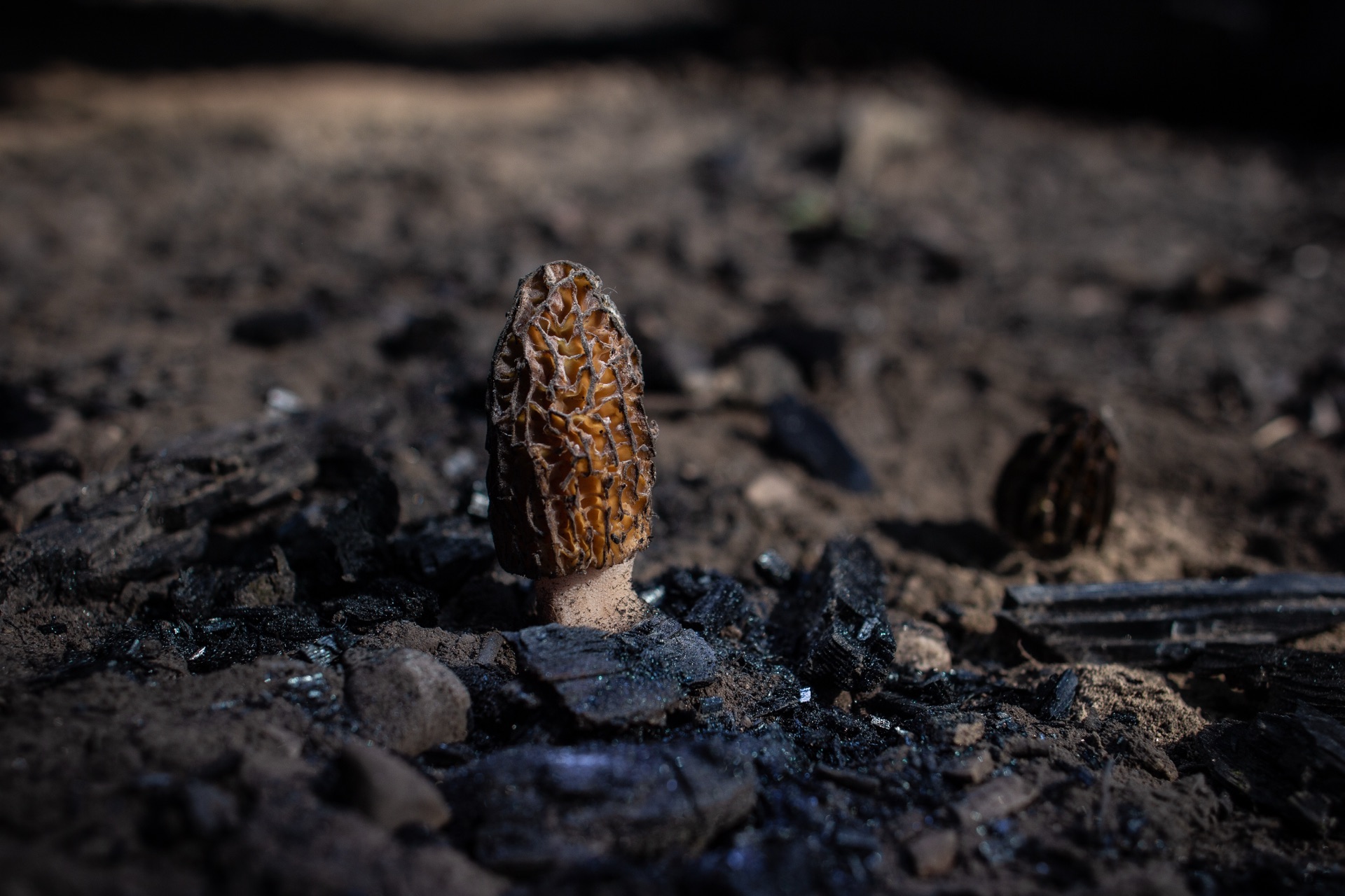 Morels climb the warming slopes. Mushroom hunters follow spring uphill. — vision 2