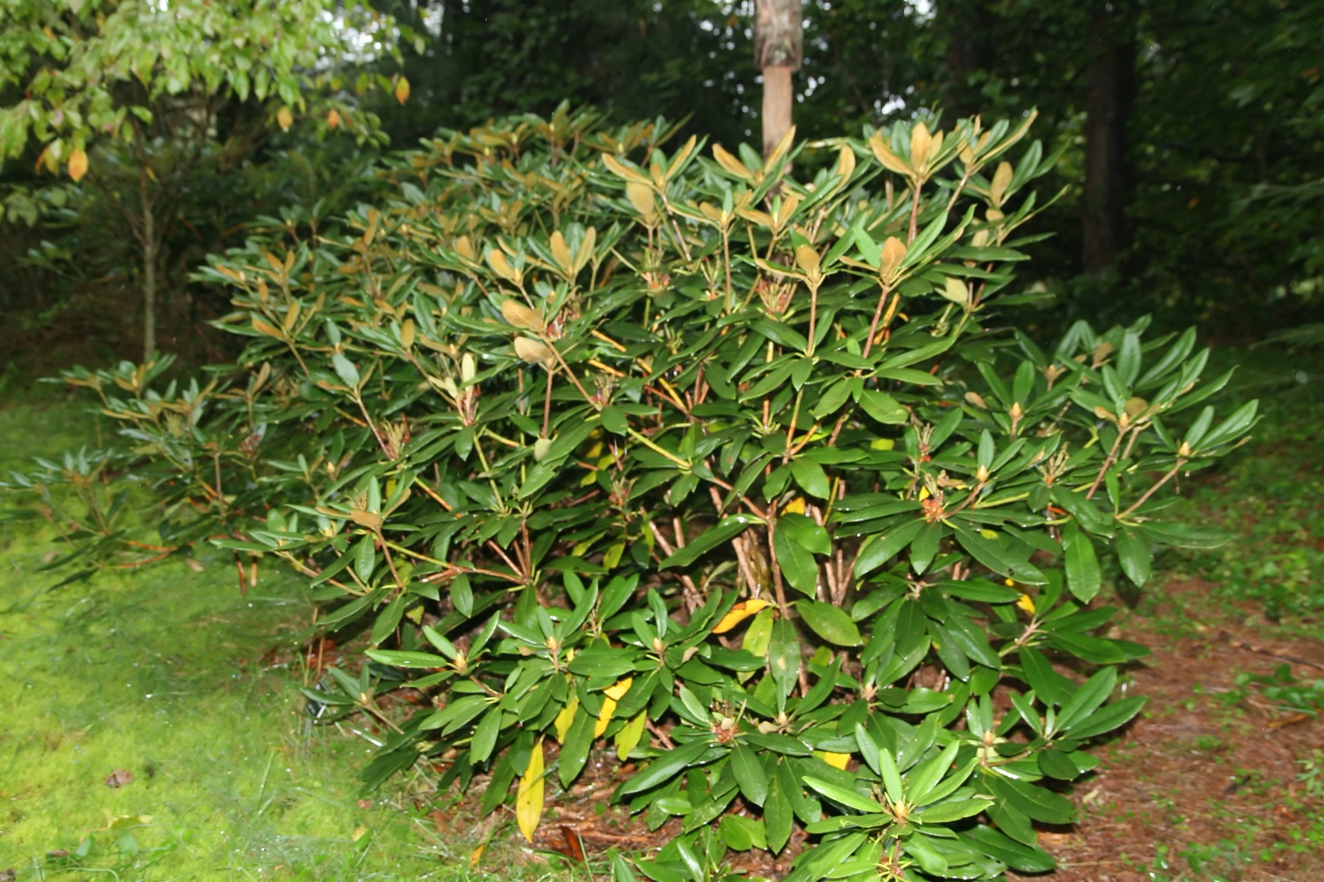 Rhododendrons flame on mountain slopes. Washington's flower, pink-purple glory. — vision 1