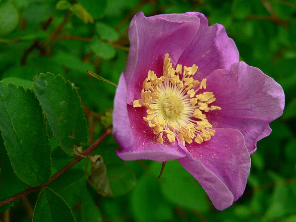 Wild roses perfume the forest edge. Nootka rose opens fragrant and deep pink. — vision 1