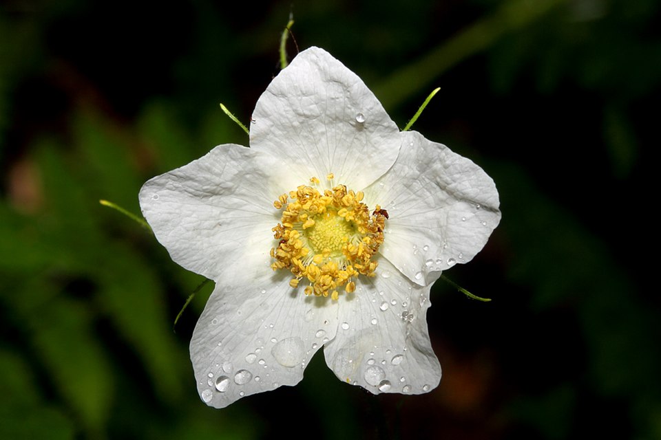 Thimbleberry unfolds white blossoms. Large flowers promising summer's soft fruit. — vision 1
