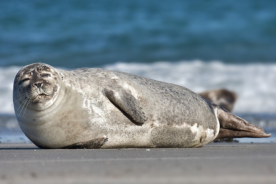 Seal pups appear on coastal rocks. New life hauled out in the spring sun. — vision 1