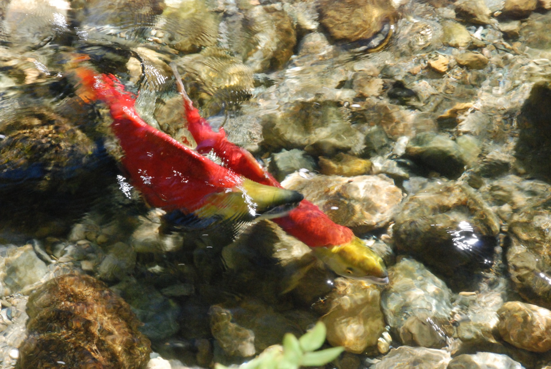 Sockeye enter the river mouths. Crimson tide ascending toward glacial lakes. — vision 1