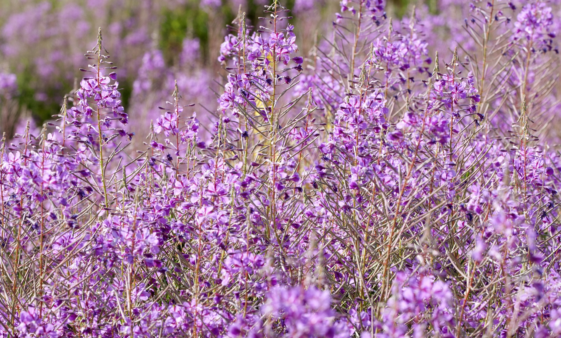 Fireweed begins its upward climb. Magenta towers, blooming bottom to top. — vision 1