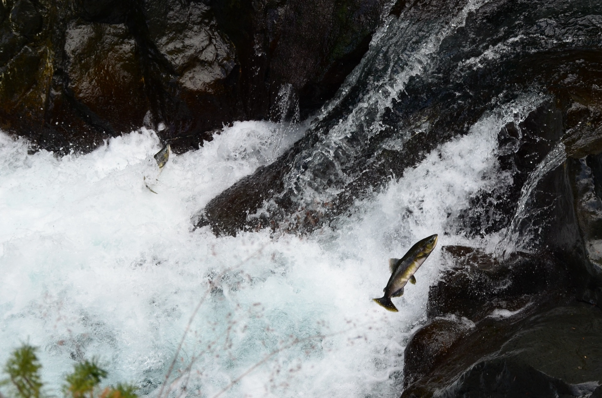 Pink salmon arrive in odd-year multitudes. Rivers run silver, bank to shining bank. — vision 1