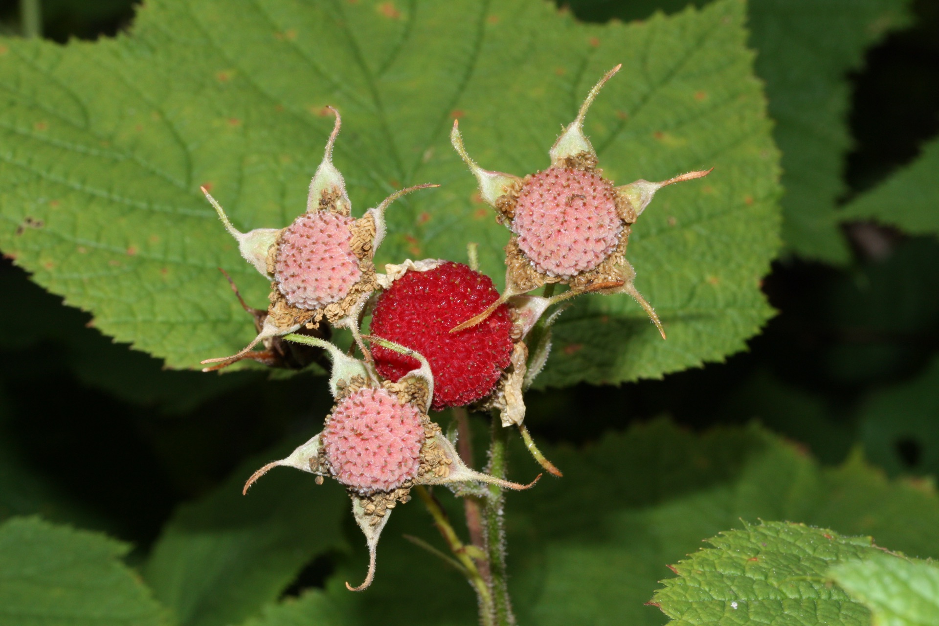 Thimbleberries ripen soft and sweet. Gentle red jewels in the summer shade. — vision 1