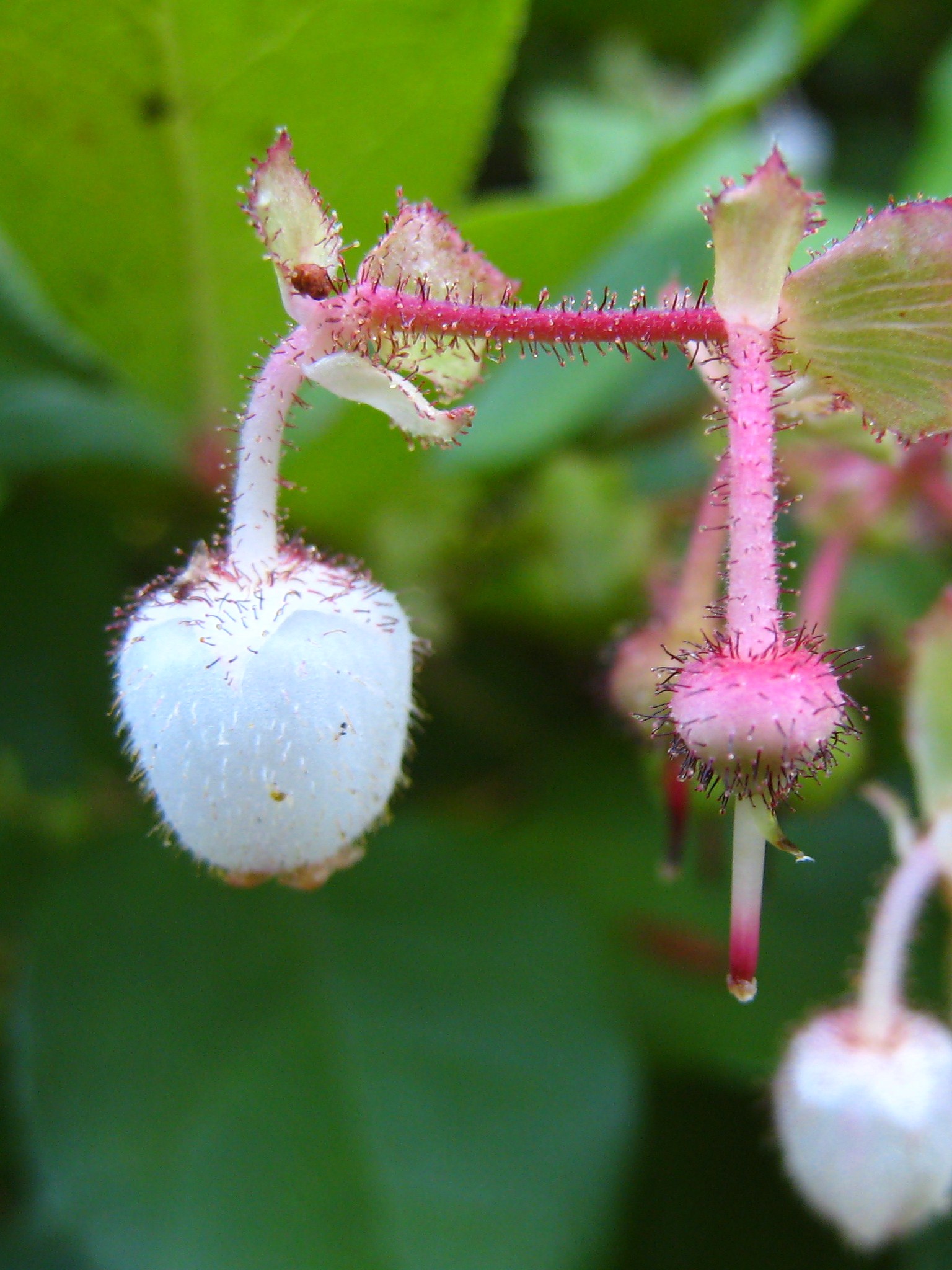 Salal berries darken to midnight blue. Sweet harvest in the coastal understory. — vision 1
