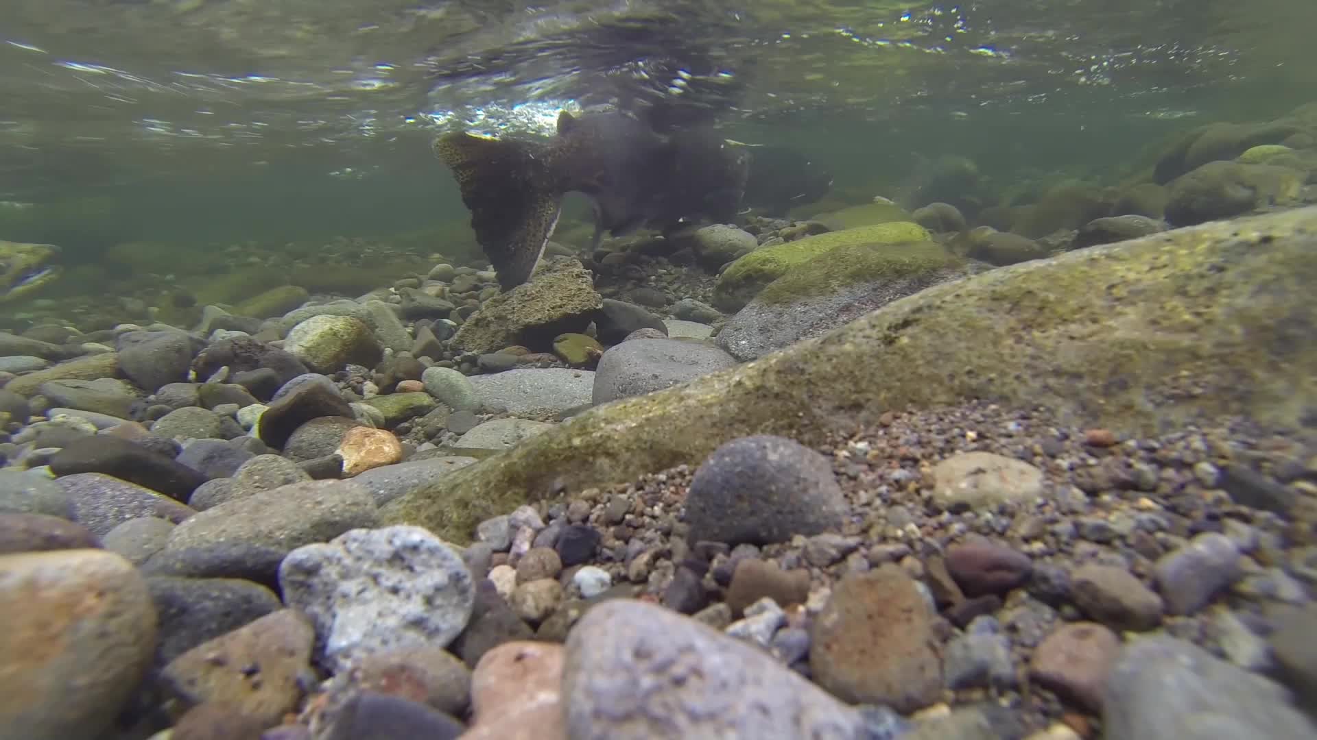 Chinook runs reach their summer peak. The great kings in Puget Sound waters. — vision 1