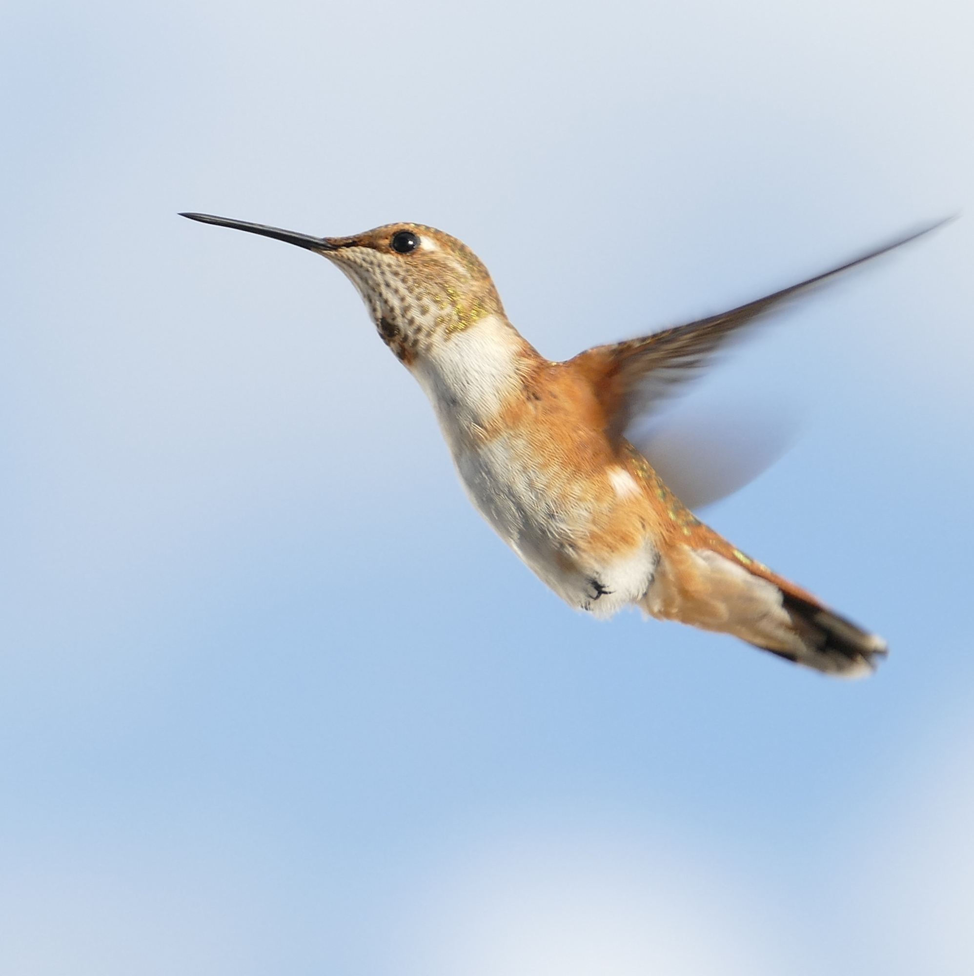 Hummingbirds vanish southward. Males first, then mothers with fledglings. — vision 1