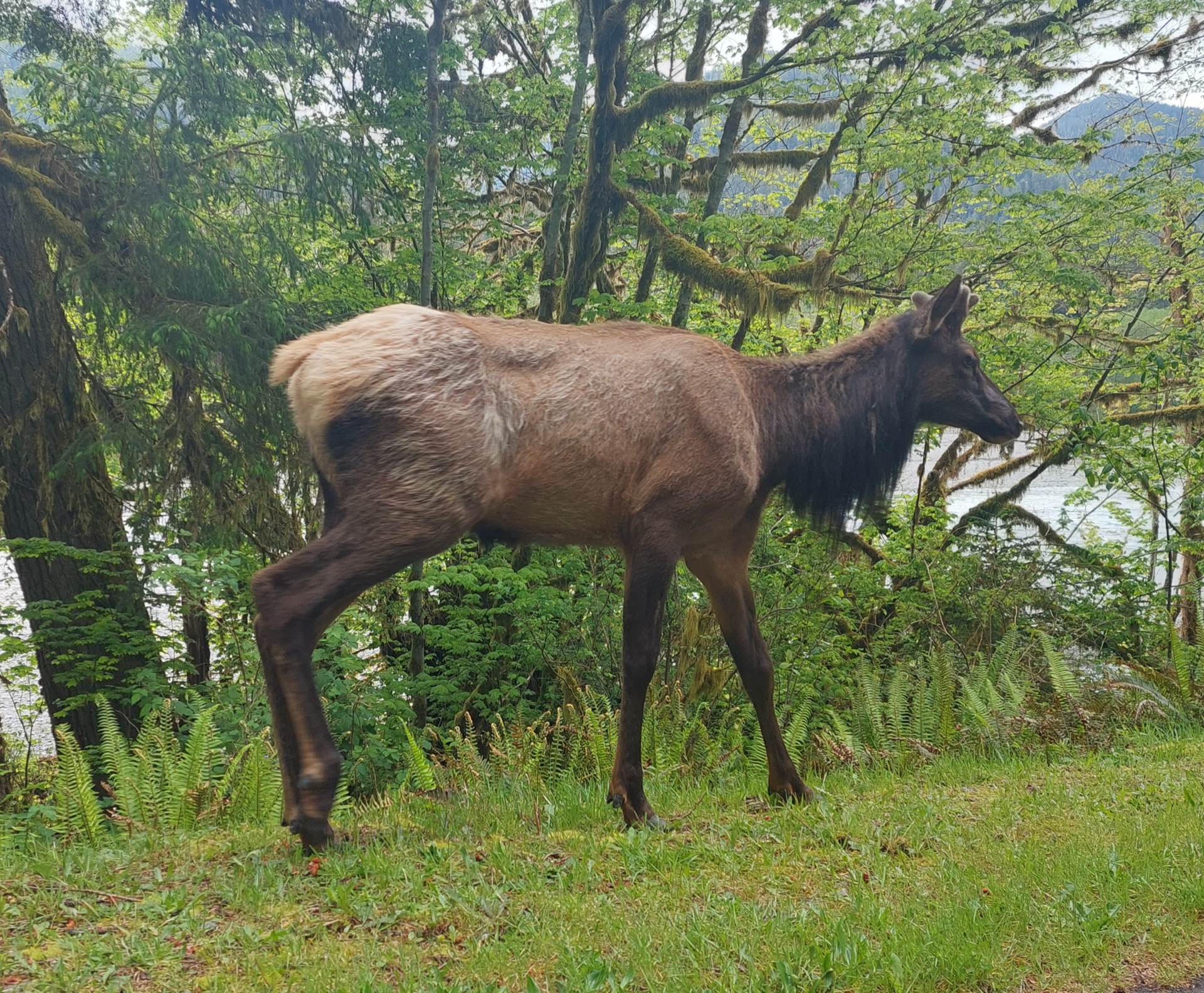 Bull elk begin their practice bugles. Tentative calls echoing in mountain meadows. Marmots retreat to their winter sleep. Seven months underground begins. — vision 1