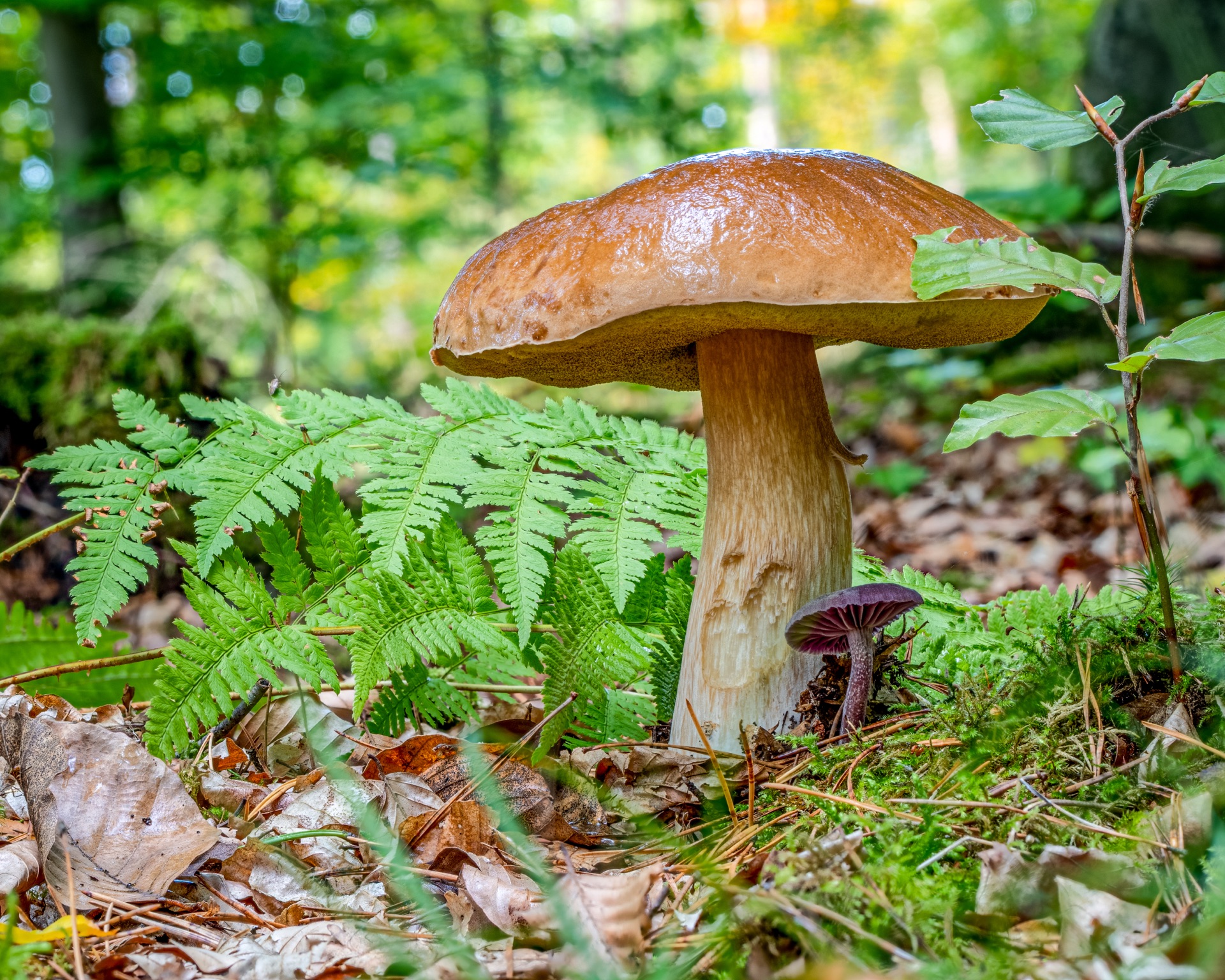 King boletes rise near mountain streams. Porcini in the cool, shaded moss. — vision 1