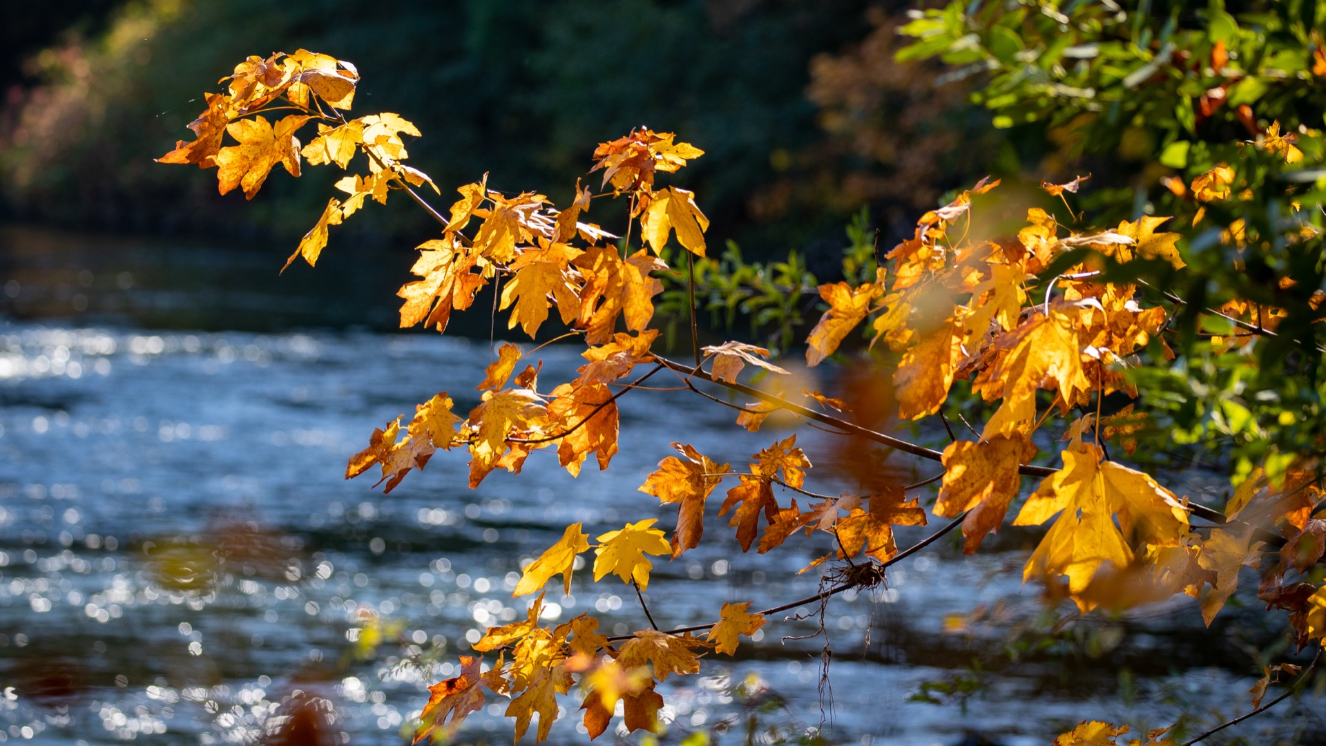 Vine maple begins its fire. High slopes turning yellow to crimson. — vision 1