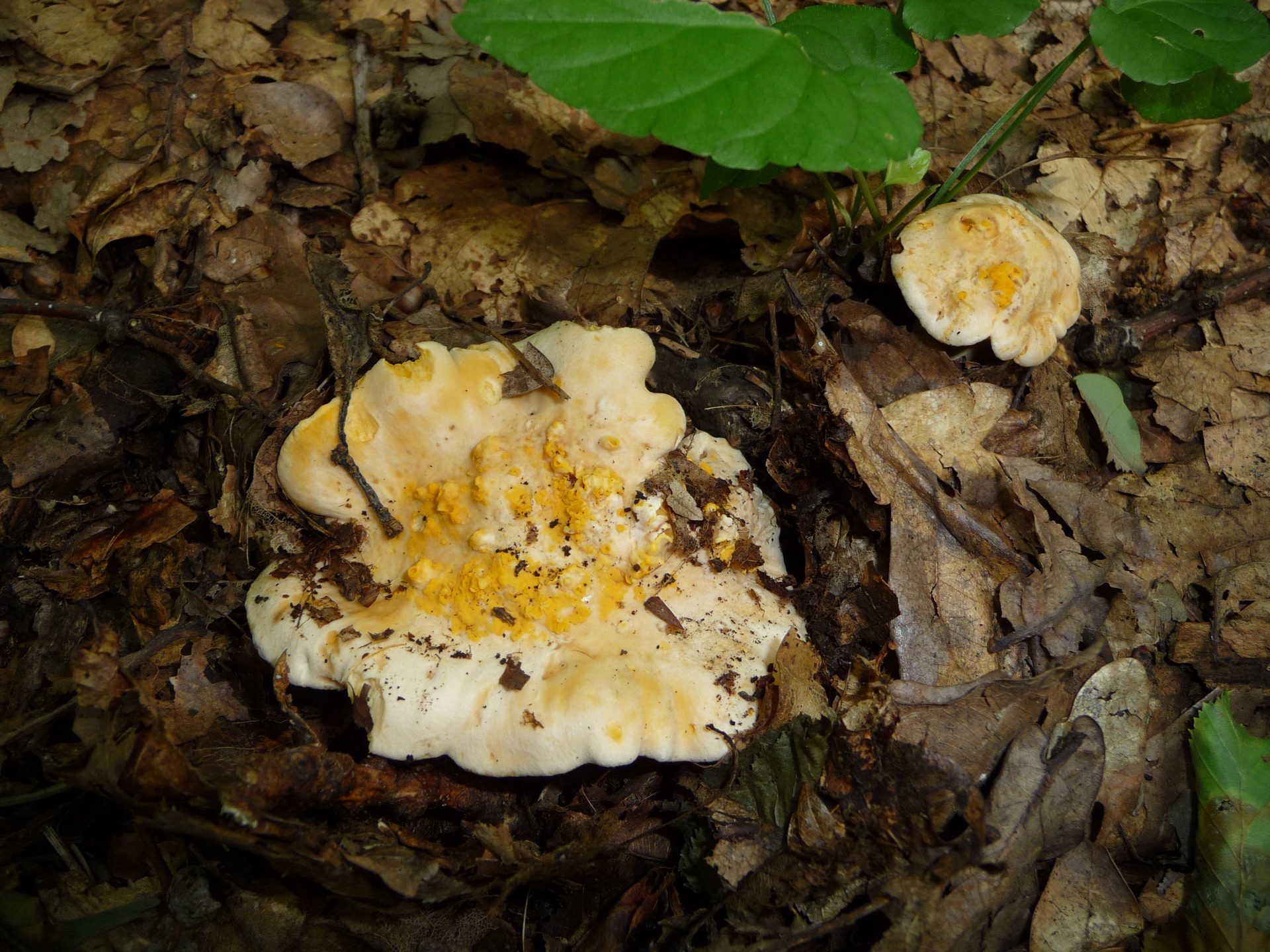 Chanterelles erupt after first rains. The forest floor suddenly golden. — vision 1
