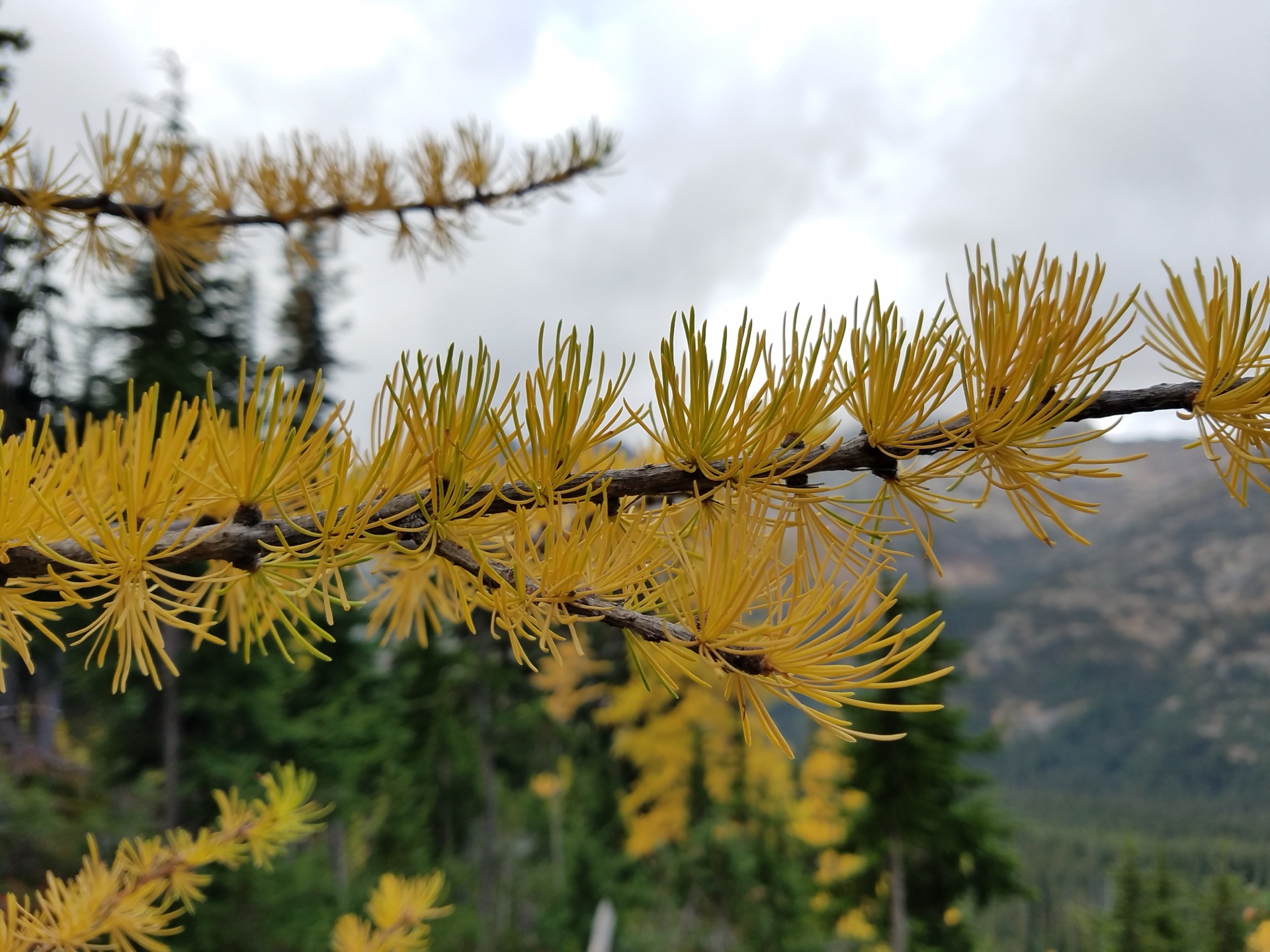 Larch forests turn to gold. Deciduous conifers blazing before the snow. — vision 1