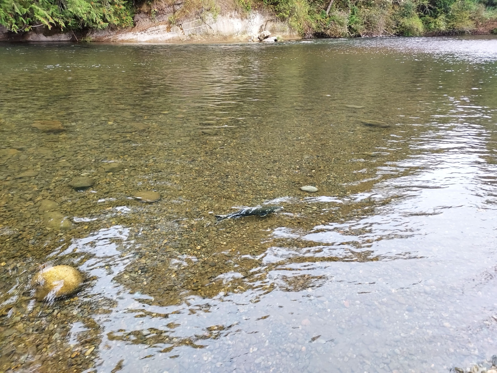 Chum salmon crowd the streams. Latest spawners, autumn's culmination. — vision 1