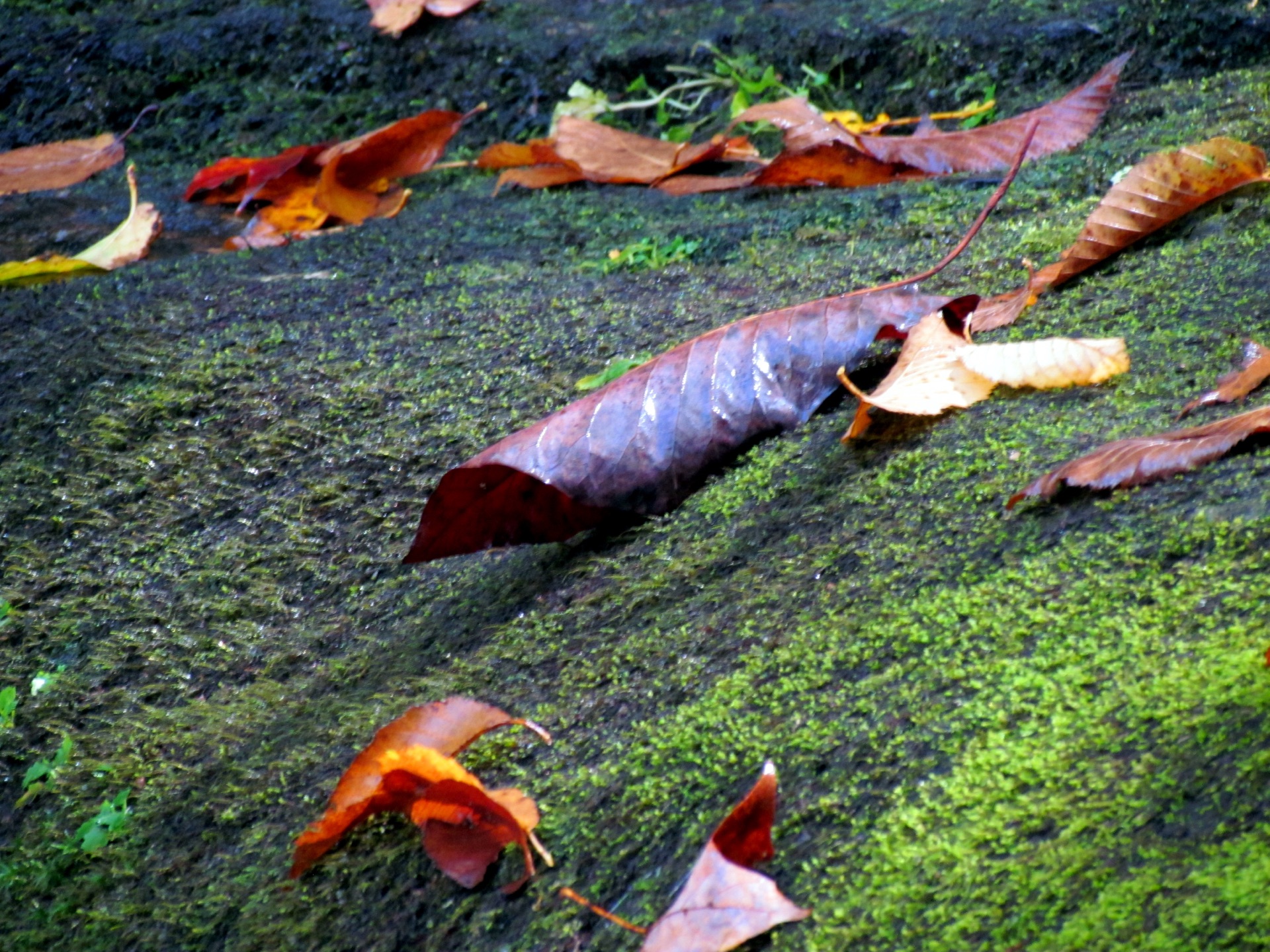 The rains return in earnest. The wet season claims its throne. — vision 1