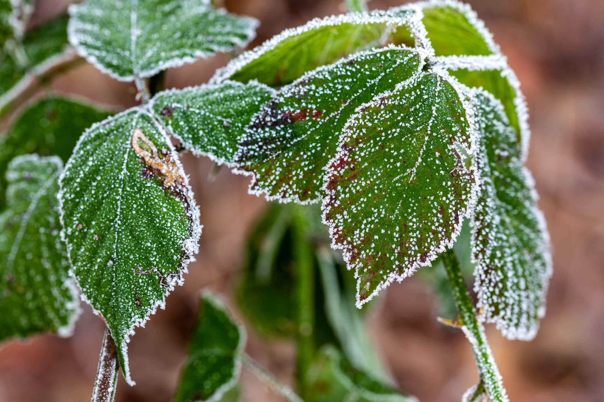 First frost silvers the lowlands. Pumpkin vines glisten with ice. — vision 1