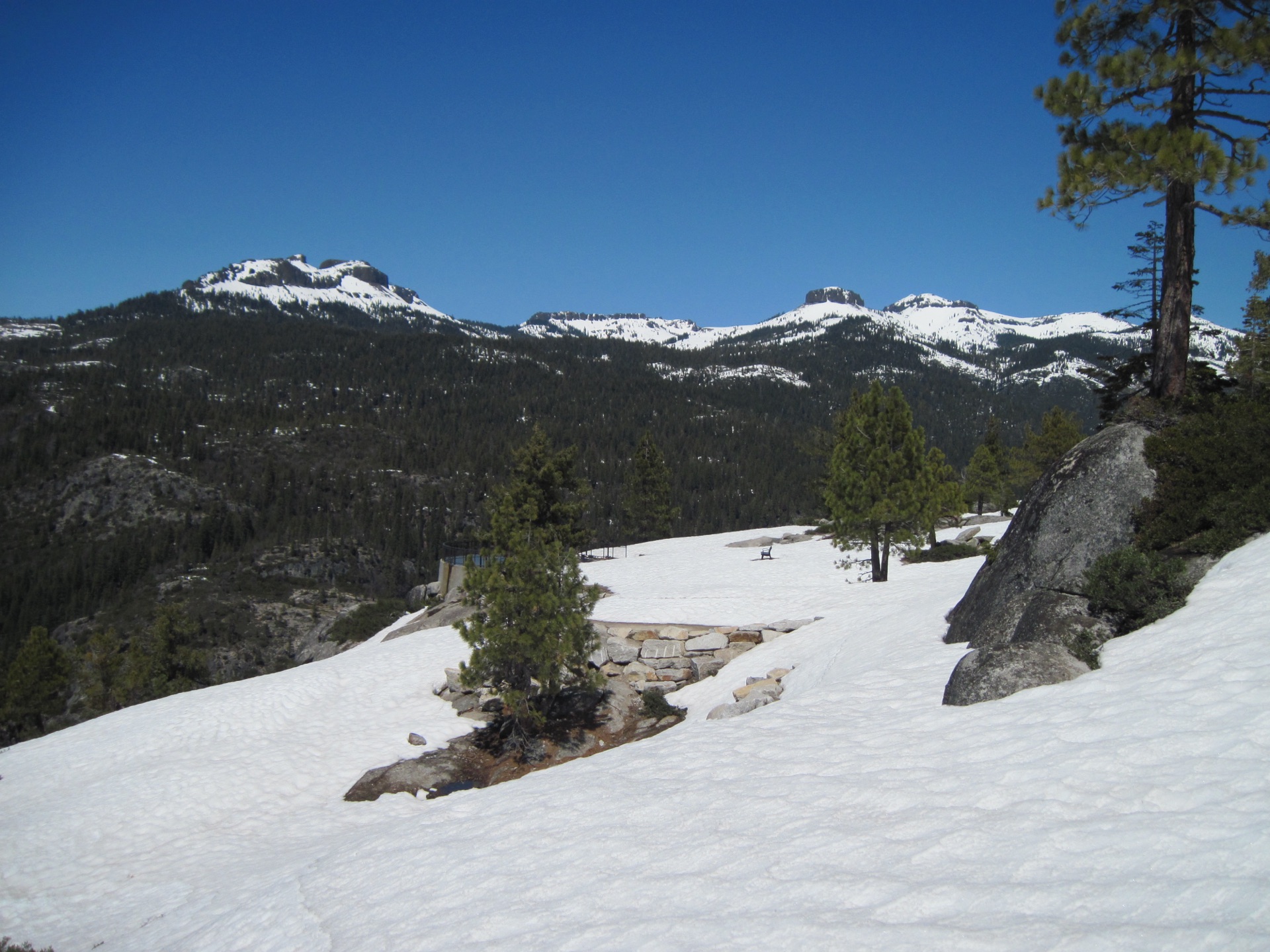 Skunk cabbage stirs beneath the snow. Yellow spathes preparing to pierce winter's veil — vision 1