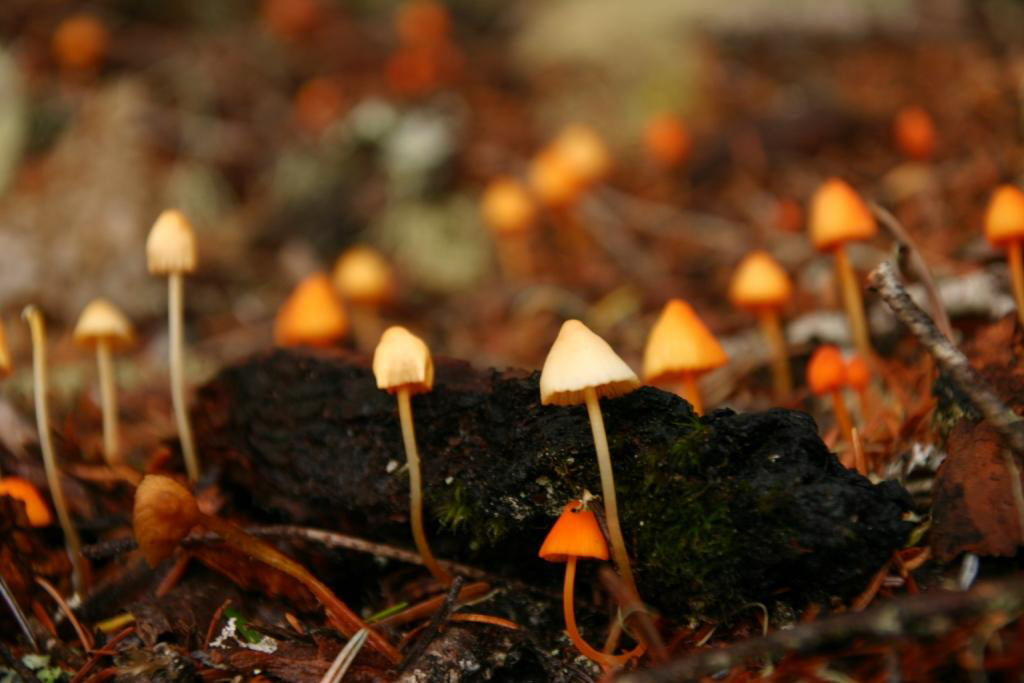 Mushroom season reaches its zenith. Maximum diversity, the fungal feast. — vision 1