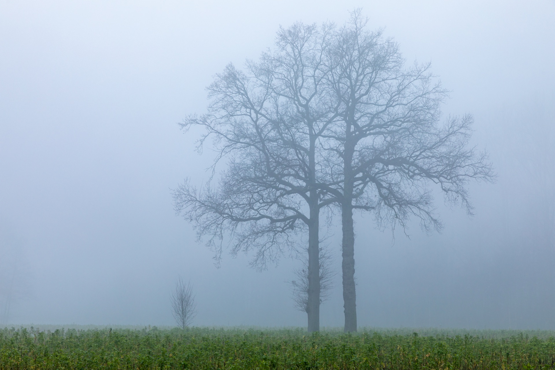 Atmospheric rivers drench the coast. Pineapple Express, tropical moisture bombs. — vision 1