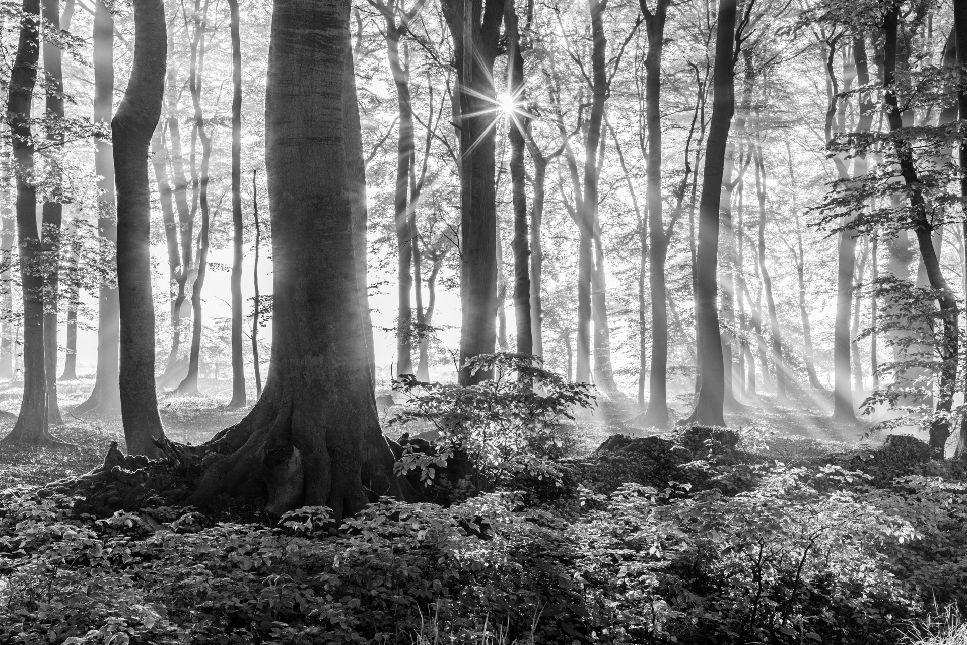 Rain falls soft and constant. November's gray veil descends. — vision 1