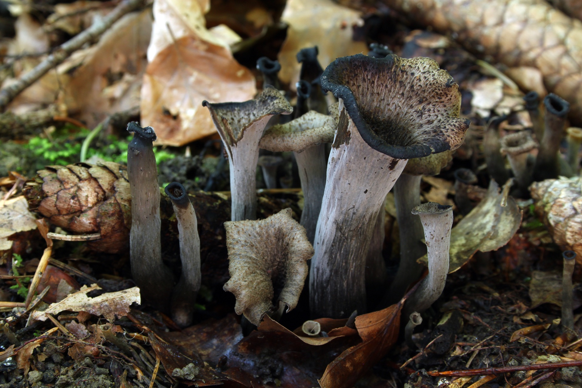 Black trumpets fruit in the leaf litter. Winter's delicacy, chanterelles of the dead. — vision 1