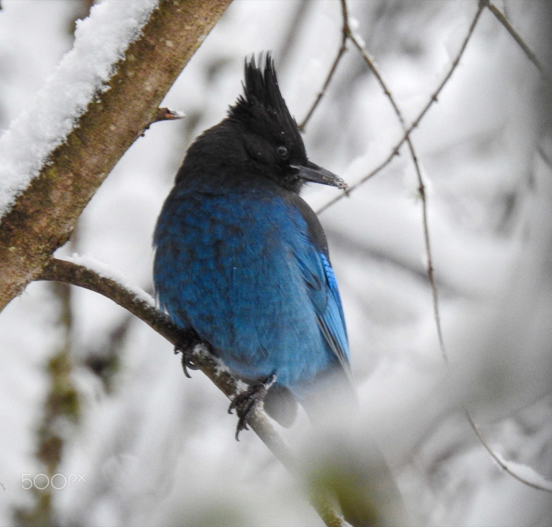 Winter birds gather at feeders—varied thrush, juncos, chickadees. More species now than summer's abundance. — vision 1
