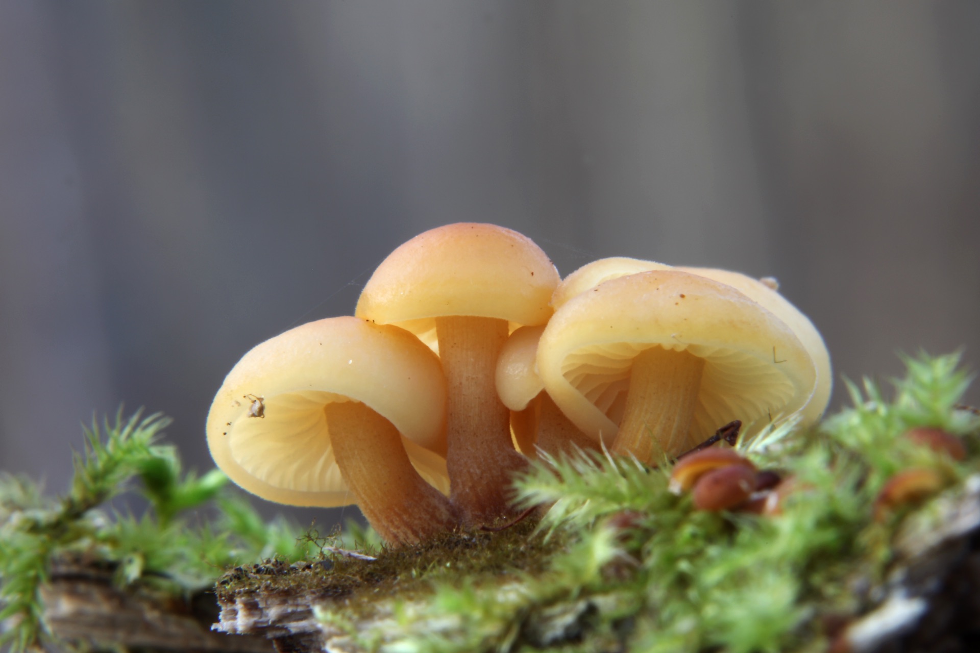 Winter mushrooms appear in the cold. Yellowfoot, candy cap, the frost lovers. — vision 1